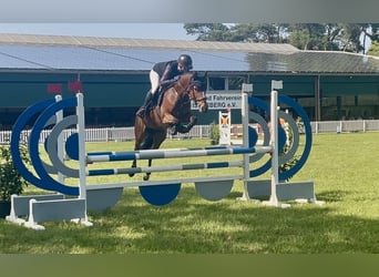 Duitse rijpony, Merrie, 6 Jaar, 148 cm, Bruin