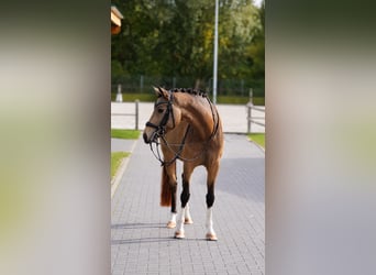 Duitse rijpony, Merrie, 6 Jaar, 148 cm, Buckskin