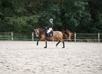 Duitse rijpony, Merrie, 6 Jaar, 148 cm, Buckskin