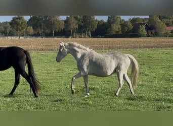 Duitse rijpony, Merrie, 6 Jaar, 148 cm, Cremello