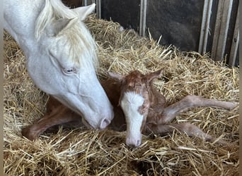 Duitse rijpony, Merrie, 6 Jaar, 148 cm, Cremello