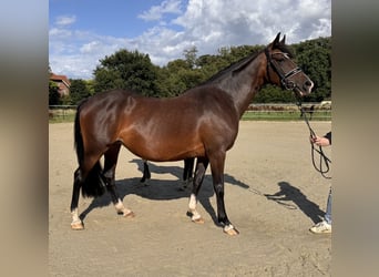 Duitse rijpony, Merrie, 6 Jaar, 148 cm, Donkerbruin