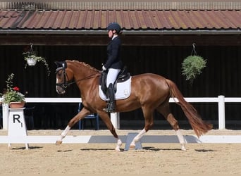 Duitse rijpony, Merrie, 6 Jaar, 148 cm, Donkere-vos