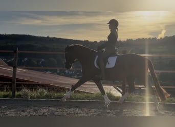Duitse rijpony, Merrie, 6 Jaar, 148 cm, Donkere-vos