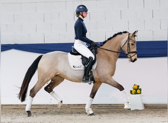 Duitse rijpony, Merrie, 6 Jaar, 148 cm, Falbe
