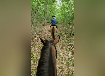 Duitse rijpony, Merrie, 6 Jaar, 148 cm, Falbe
