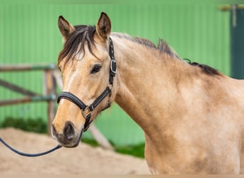 Duitse rijpony, Merrie, 6 Jaar, 148 cm, Falbe