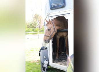 Duitse rijpony, Merrie, 6 Jaar, 148 cm, Falbe