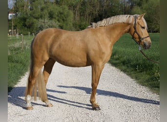 Duitse rijpony, Merrie, 6 Jaar, 148 cm, Palomino