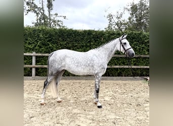 Duitse rijpony, Merrie, 6 Jaar, 148 cm, Schimmel