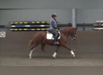 Duitse rijpony, Merrie, 6 Jaar, 148 cm