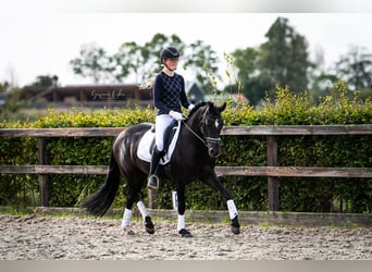 Duitse rijpony, Merrie, 6 Jaar, 148 cm, Zwart