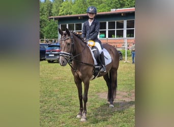 Duitse rijpony, Merrie, 6 Jaar, 148 cm, Zwart