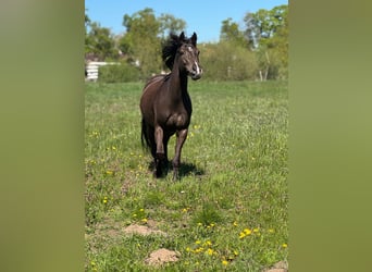 Duitse rijpony, Merrie, 6 Jaar, 148 cm, Zwart