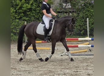 Duitse rijpony, Merrie, 6 Jaar, 148 cm, Zwart