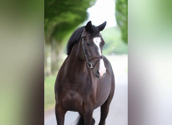 Duitse rijpony, Merrie, 6 Jaar, 148 cm, Zwart