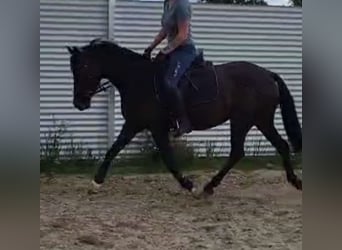Duitse rijpony, Merrie, 6 Jaar, 148 cm, Zwartbruin