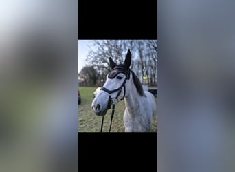 Duitse rijpony, Merrie, 6 Jaar, 152 cm, Appelschimmel