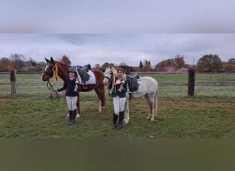 Duitse rijpony, Merrie, 6 Jaar, 153 cm, Vos