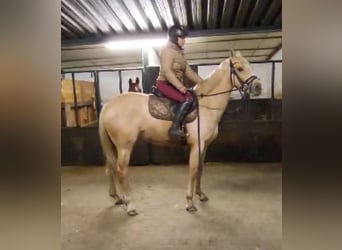 Duitse rijpony, Merrie, 6 Jaar, 155 cm, Palomino