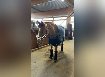 Duitse rijpony, Merrie, 6 Jaar, 155 cm, Vos