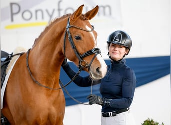 Duitse rijpony, Merrie, 6 Jaar, 155 cm, Vos