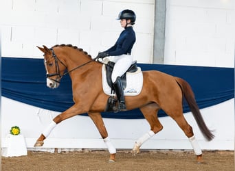 Duitse rijpony, Merrie, 6 Jaar, Vos