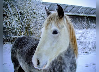 Duitse rijpony Mix, Merrie, 7 Jaar, 140 cm, Appelschimmel