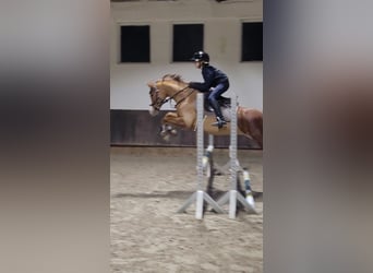 Duitse rijpony, Merrie, 7 Jaar, 140 cm, Vos