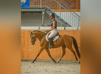 Duitse rijpony, Merrie, 7 Jaar, 142 cm, Buckskin