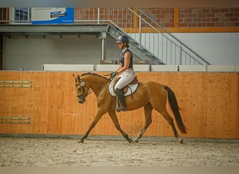 Duitse rijpony, Merrie, 7 Jaar, 142 cm, Buckskin