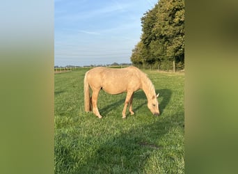 Duitse rijpony, Merrie, 7 Jaar, 142 cm, Dunalino