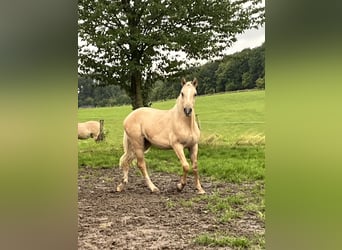 Duitse rijpony, Merrie, 7 Jaar, 142 cm, Dunalino