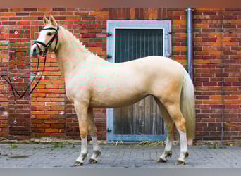 Duitse rijpony, Merrie, 7 Jaar, 142 cm, Palomino
