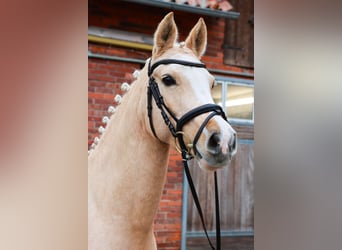 Duitse rijpony, Merrie, 7 Jaar, 142 cm, Palomino