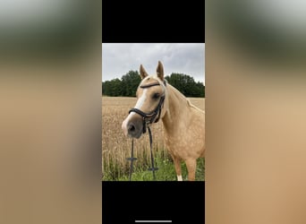 Duitse rijpony, Merrie, 7 Jaar, 142 cm, Palomino