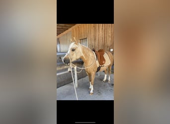 Duitse rijpony, Merrie, 7 Jaar, 142 cm, Palomino