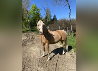 Duitse rijpony, Merrie, 7 Jaar, 142 cm, Palomino