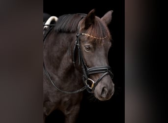 Duitse rijpony, Merrie, 7 Jaar, 142 cm, Roan-Blue