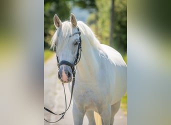 Duitse rijpony, Merrie, 7 Jaar, 143 cm, Schimmel