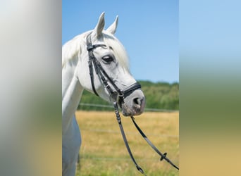 Duitse rijpony, Merrie, 7 Jaar, 143 cm, Schimmel