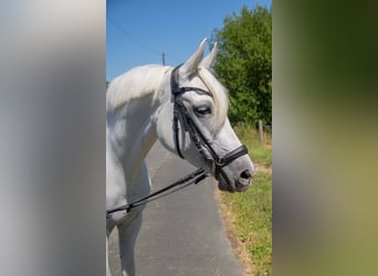 Duitse rijpony, Merrie, 7 Jaar, 143 cm, Schimmel