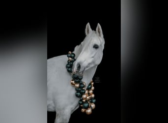 Duitse rijpony, Merrie, 7 Jaar, 143 cm, Schimmel