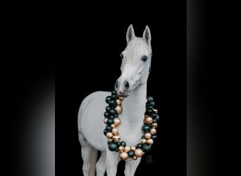 Duitse rijpony, Merrie, 7 Jaar, 143 cm, Schimmel