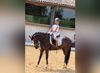 Duitse rijpony, Merrie, 7 Jaar, 143 cm, Zwart