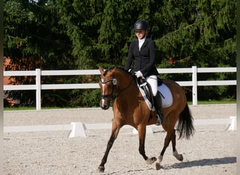 Duitse rijpony, Merrie, 7 Jaar, 144 cm, Falbe