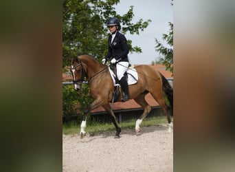 Duitse rijpony, Merrie, 7 Jaar, 144 cm, Falbe