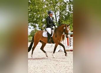 Duitse rijpony, Merrie, 7 Jaar, 144 cm, Falbe