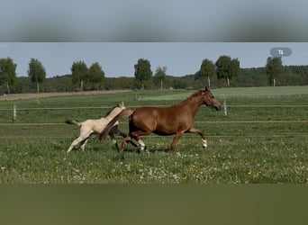 Duitse rijpony, Merrie, 7 Jaar, 144 cm, Vos
