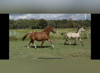 Duitse rijpony, Merrie, 7 Jaar, 144 cm, Vos